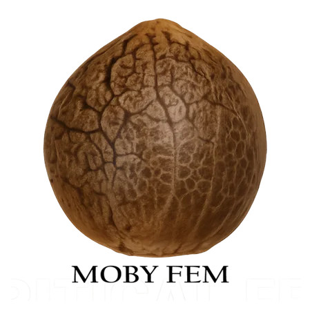 Semilla a granel de Moby D Feminizada