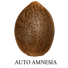 Auto Amnesia