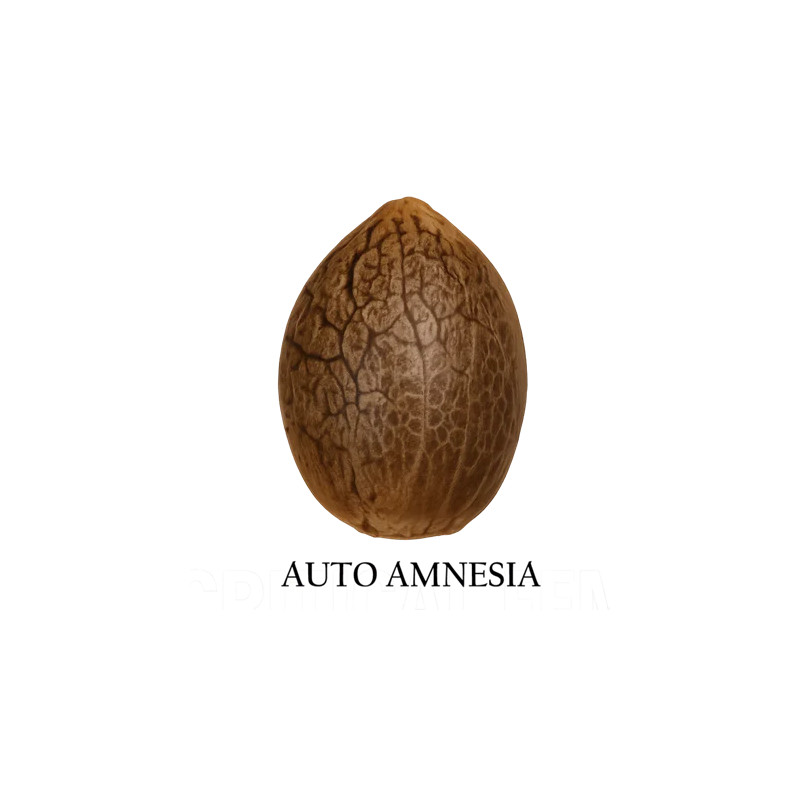 Auto Amnesia
