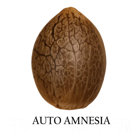 Auto Amnesia