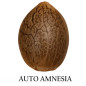 Auto Amnesia