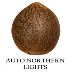 Semilla a granel de Northern Lights Autoflorenciente