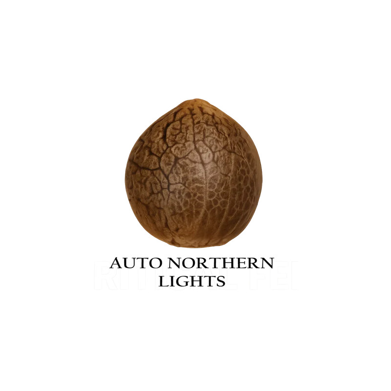 Auto Northern Lights