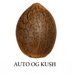 Semilla a granel de OG Kush Autofloreciente