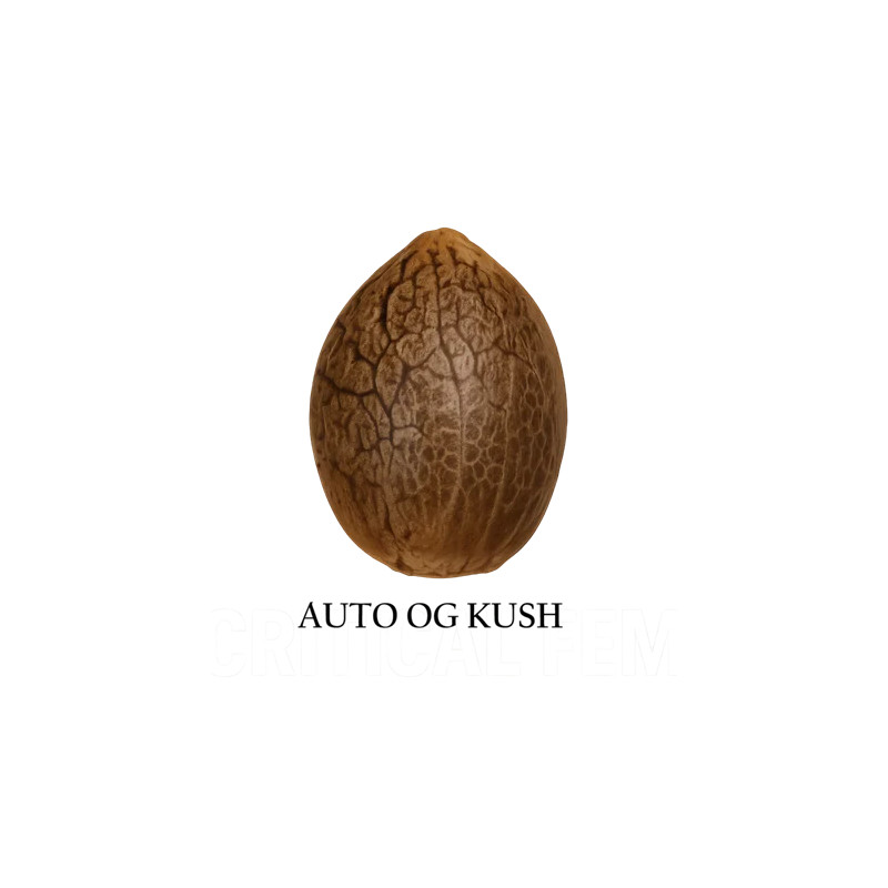 Auto OG Kush