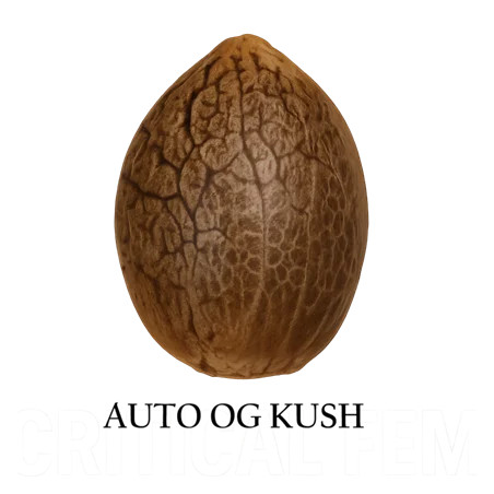 Semilla a granel de OG Kush Autofloreciente
