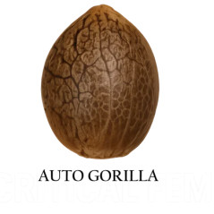 Semilla a granel de Gorilla Autofloreciente