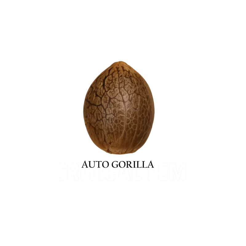 Auto Gorilla