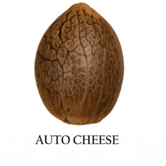 Semilla a granel de Cheese Autofloreciente