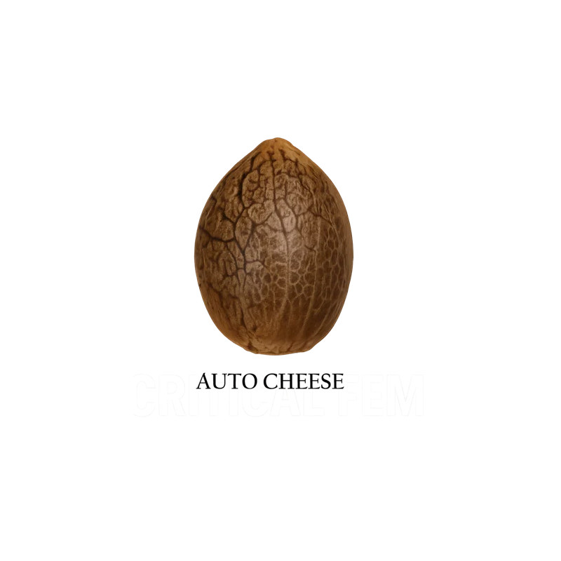 Auto Cheese