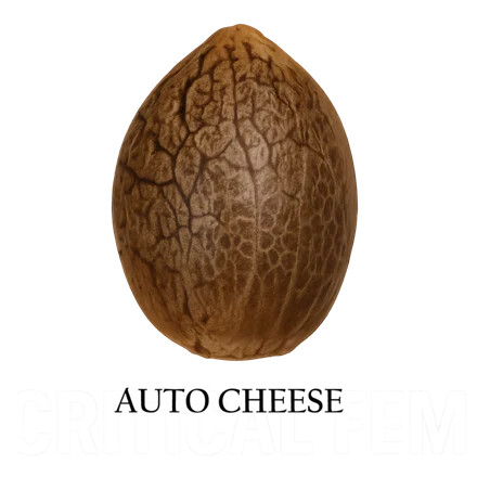 Semilla a granel de Cheese Autofloreciente