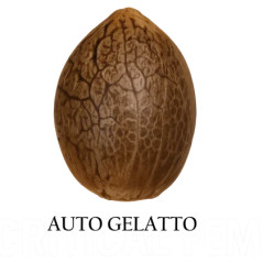 Auto Gelatto