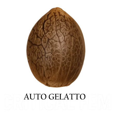 Auto Gelatto