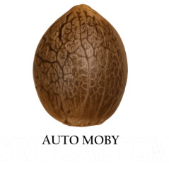 Semilla a granel de Moby Autofloreciente