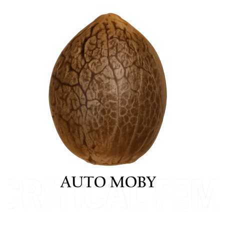 Semilla a granel de Moby Autofloreciente