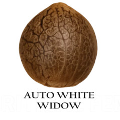 Auto White Widow