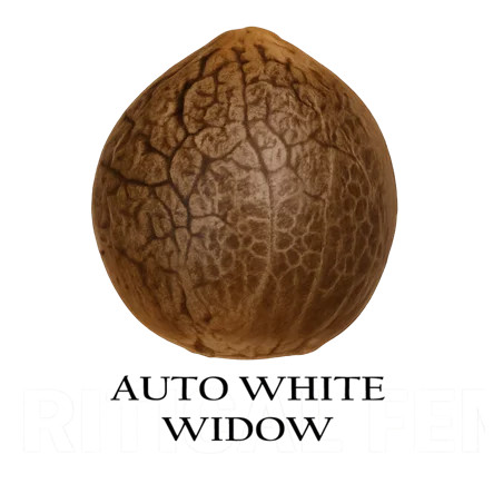 Auto White Widow