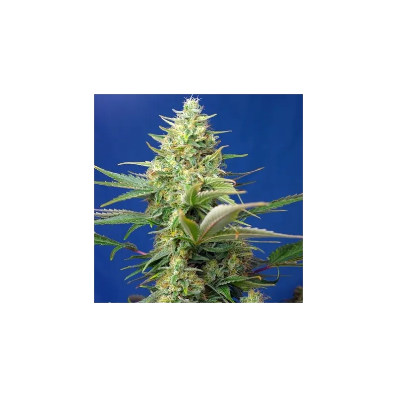 Sweet Pure Auto CBD