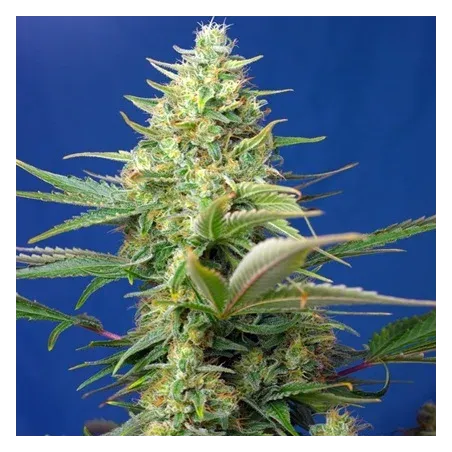 Cogollo de Sweet Pure Auto CBD de Sweet Seeds