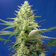 Cogollo de Sweet Pure CBD de Sweet Seeds
