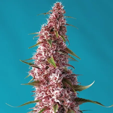 Cogollo de Red Pure Auto CBD de Sweet Seeds