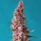 Red Pure Auto CBD