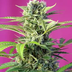 Cogollo de la Chem Beyond Diesel CBD