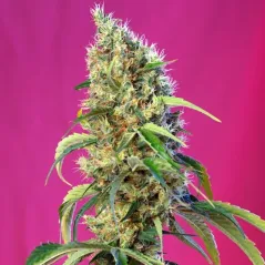 Cogollo central de Black Jack CBD.