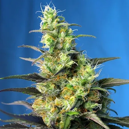 Flor principal de una Ice Cool CBD