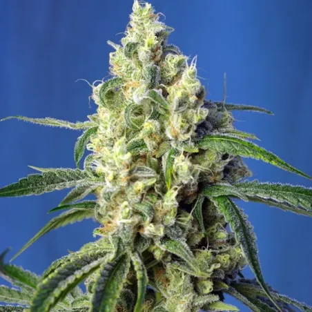 Cogollo central de una cepa de Green Poison CBD.