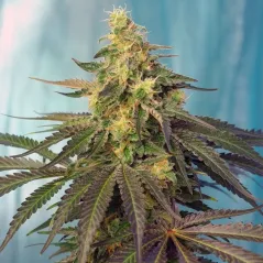 Punta espectacular de una Cream Caramel CBD
