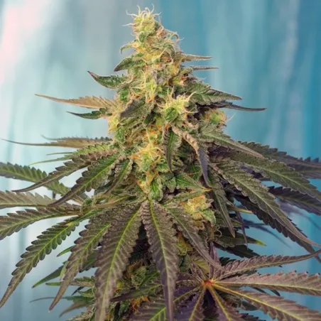 Punta espectacular de una Cream Caramel CBD