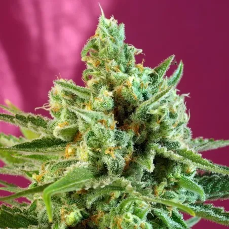 Cogollo resinoso de una Sweet Afgani Delicious CBD.