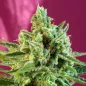 S.A.D Sweet Afgani Delicious CBD S.A.D Sweet Afgani Delicious CBD