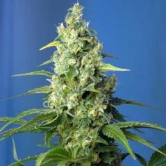 Cogollo de la cepa de Honey Peach Auto CBD.