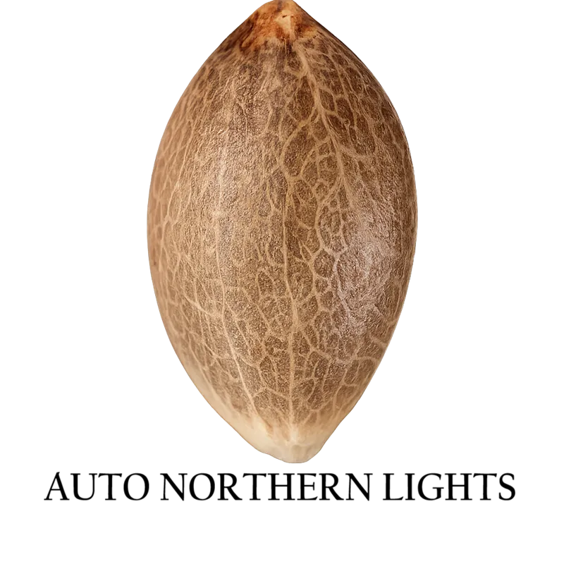 Auto Northern Lights