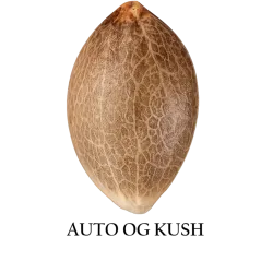 Semilla a granel de OG Kush Autofloreciente