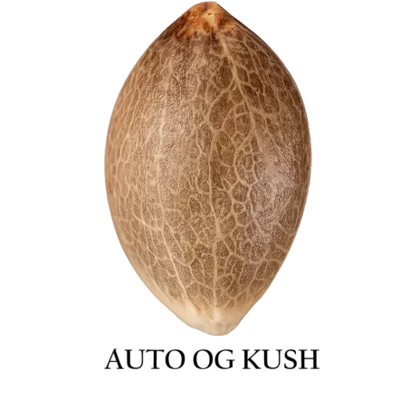 Semilla a granel de OG Kush Autofloreciente