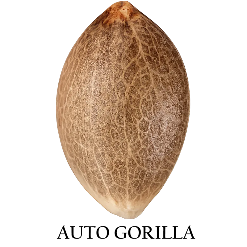 Auto Gorilla Auto Gorilla