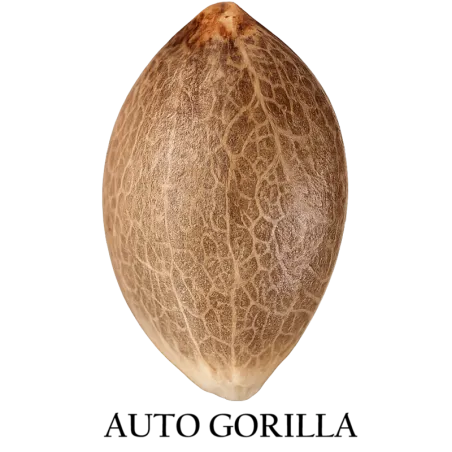 Semilla a granel de Gorilla Autofloreciente.