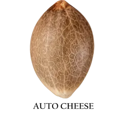 Semilla a granel de Cheese Autofloreciente.