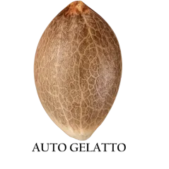 Semilla a granel de Gelatto Autofloreciente.