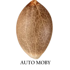 Semilla a granel de Moby Autofloreciente.