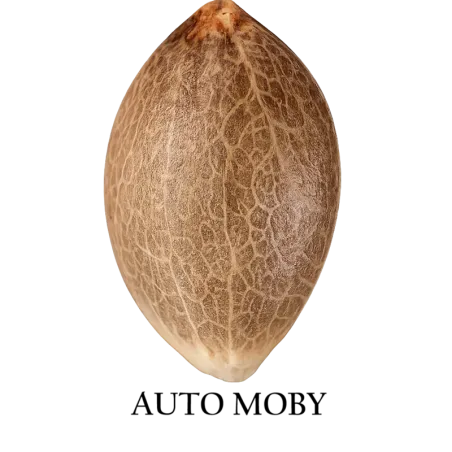 Semilla a granel de Moby Autofloreciente.