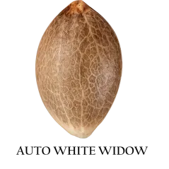 Semilla a granel de White Widow Autofloreciente.