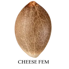 Semilla a granel de Cheese Feminizada.