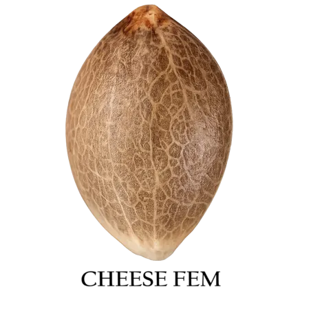 Semilla a granel de Cheese Feminizada.