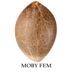 Semilla a granel de Moby Feminizada.
