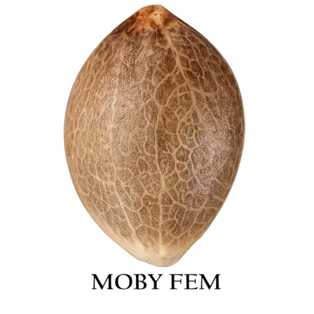 Semilla a granel de Moby Feminizada.