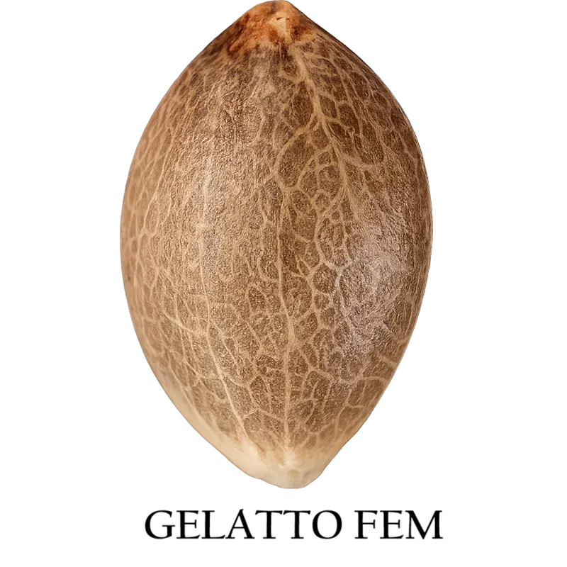 Gelatto Gelatto